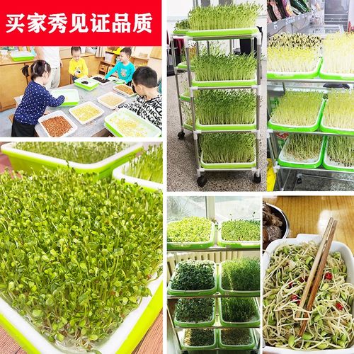 豆芽发芽神器发豆芽专用盆豌豆苗种植盘绿豆芽盆芽苗菜育苗盘水培