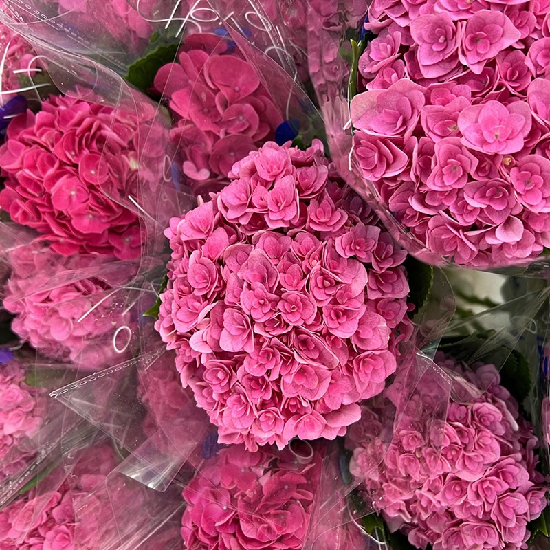 季节新品弗洛伊德色系蜜糖红重瓣绣球鲜花插花水养云南直发送花