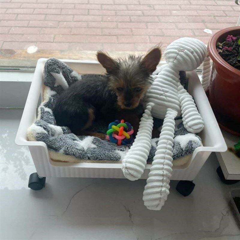 简易狗窝带滑轮四季通用小中大型犬宠物窝猫窝冬季保暖狗狗用品床