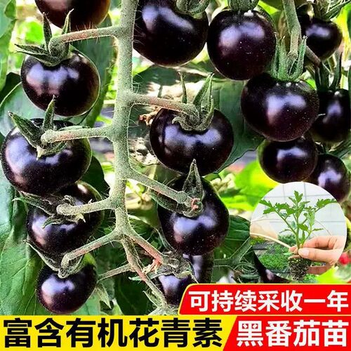【下单立减50】【黑番茄苗】蓝莓黑番茄苗适合阳台小院种植_YZ