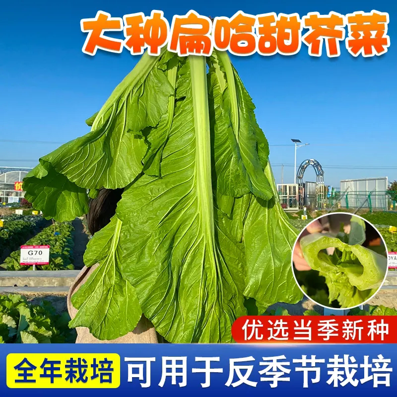 【下单立减50】大叶甜芥菜种子扁哈甜芥菜孑农家蔬菜种籽YZ