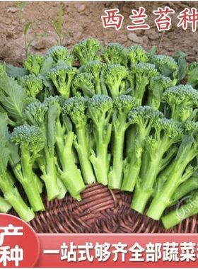 【下单立减50】菜苔种子蔬菜种子油菜芯籽四季种植盆栽_HL
