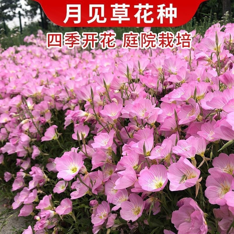 【下单立减50】美丽月见草花种子多年生耐寒花种籽子四季种开花gj