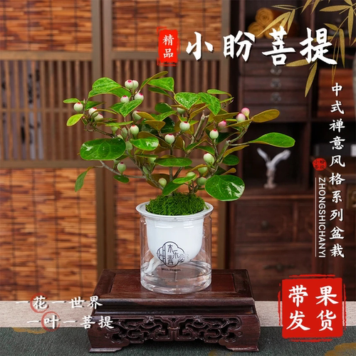 【下单立减50】带多果实小盼菩提盆栽精品禅意植物室内绿植_JK