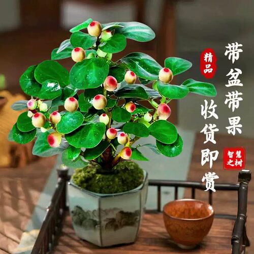 【下单立减50】小盼菩提禅意带花盆中式室内茶桌办公室绿植_gj5