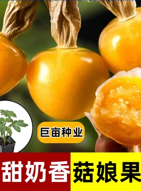 【下单立减50】寿光大果金姑娘苗秧黄色东北菇娘果四季盆栽食_YZ