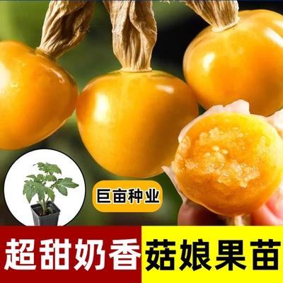 【下单立减50】寿光大果金姑娘苗秧黄色东北菇娘果四季盆栽食_YZ