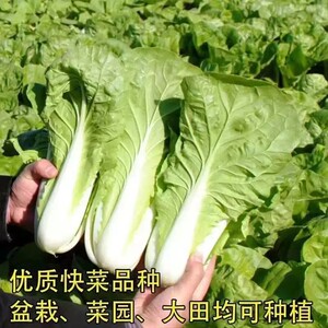 【下单立减50】小白菜奶油快菜种籽春秋冬花盆庭院种植快菜种gj2