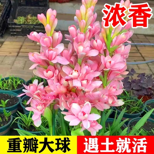 【下单立减50】晚香玉种球正宗重瓣浓香型室内外庭院花卉盆栽_YZ