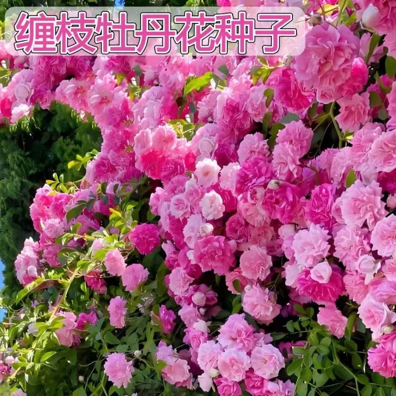 【下单立减50】【缠枝牡丹花种子】家庭阳台小院四季种植盆栽_JK