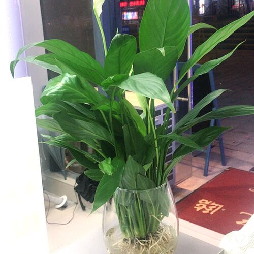 水培龟背竹盆栽室内桌面绿植花卉盆景植物小清新四季常青净化空气