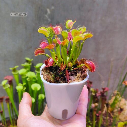 捕蝇草小虫草堂植物盆栽食虫草捕虫草猪笼草茅膏菜驱蚊超大扑人花