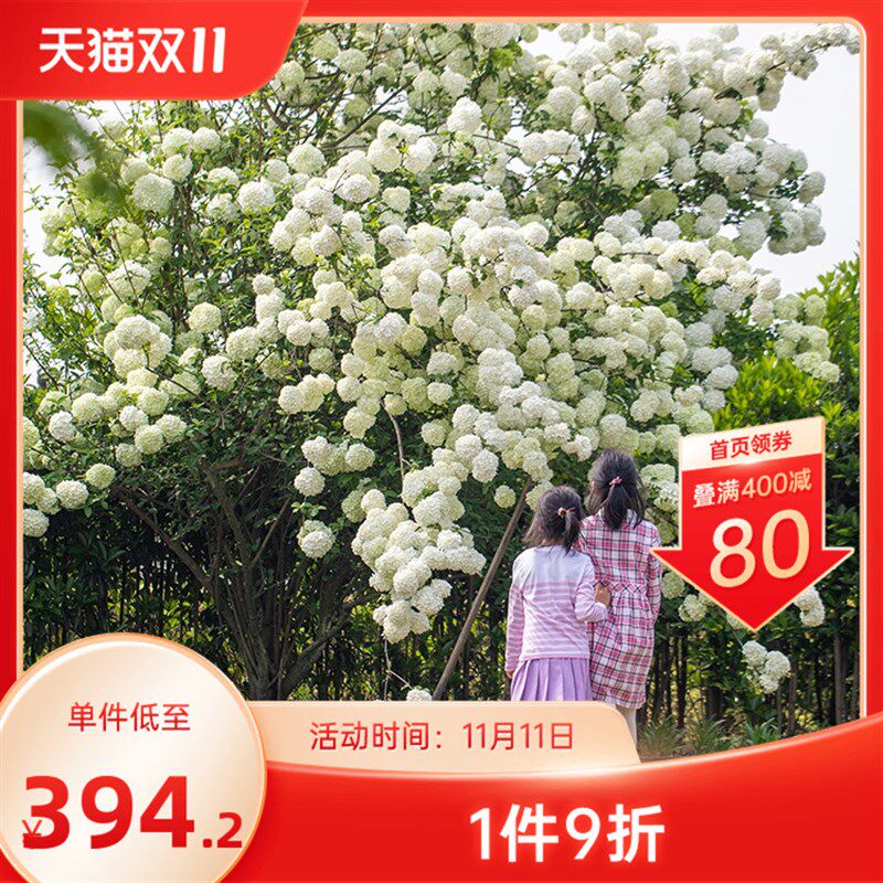 海蒂的花园中华木绣球斗球灌木花卉庭院大型造景木本植物盆栽树苗