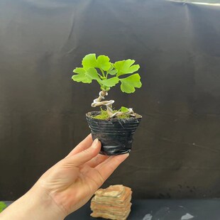微盆景小品银杏盆景真柏树盆景黄杨白果树苗造型阳台 办公桌绿植