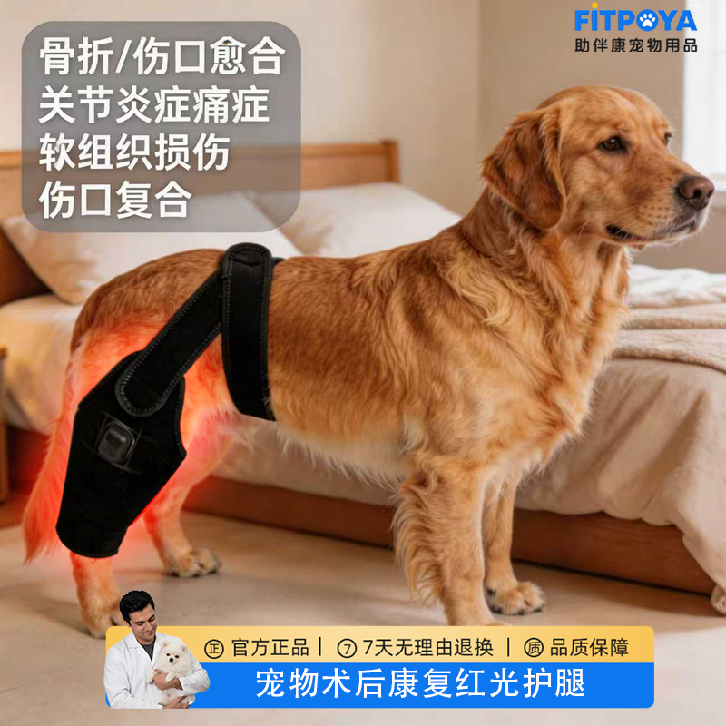 宠物金毛边牧髌骨脱位髋关节十字韧带断裂肌肉拉伤劳损康复红光