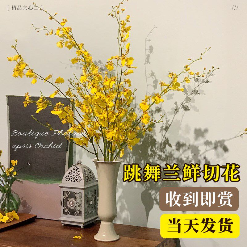 文心兰跳舞兰鲜花鲜切花水培带花苞水养插花新年花卉真花云南直发