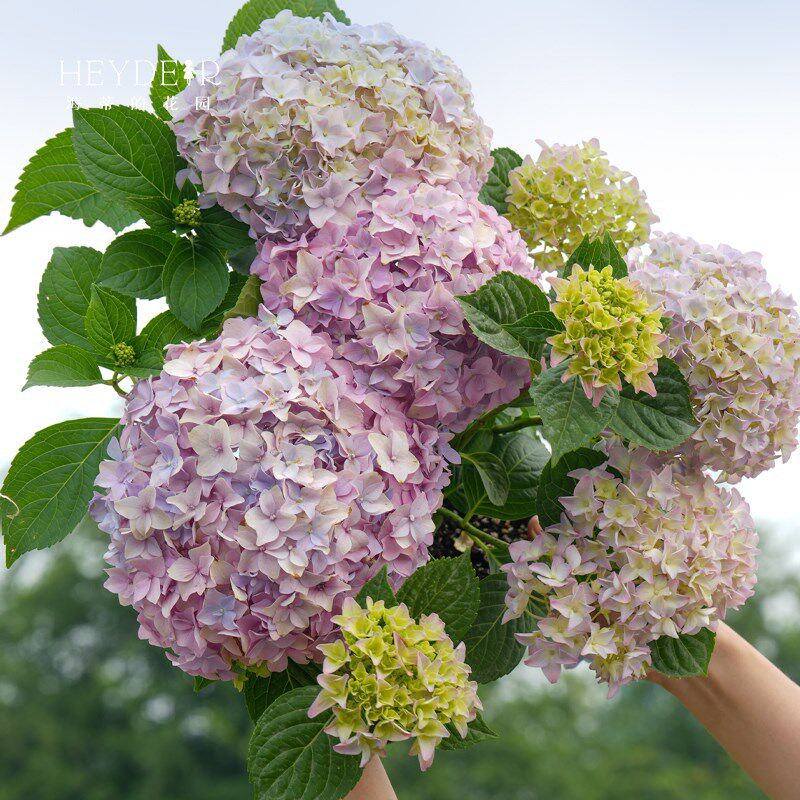 海蒂的花园姹紫嫣红新品渐变花色大花绣球阳台庭院花卉植物盆栽苗