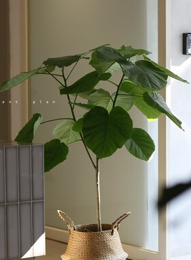 THE ONEh 设计师空间系列 心形榕树 爱心榕 观叶绿植