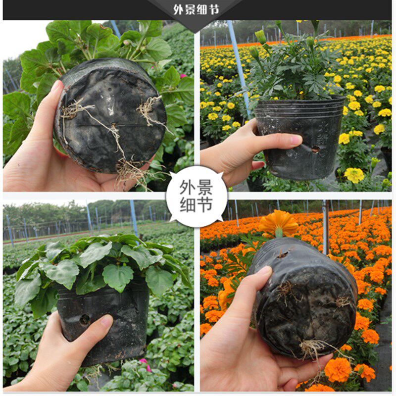 营养钵育秧苗盆杯塑料蔬菜花卉苗木培育种植7*7 8*8 9*9 10*10