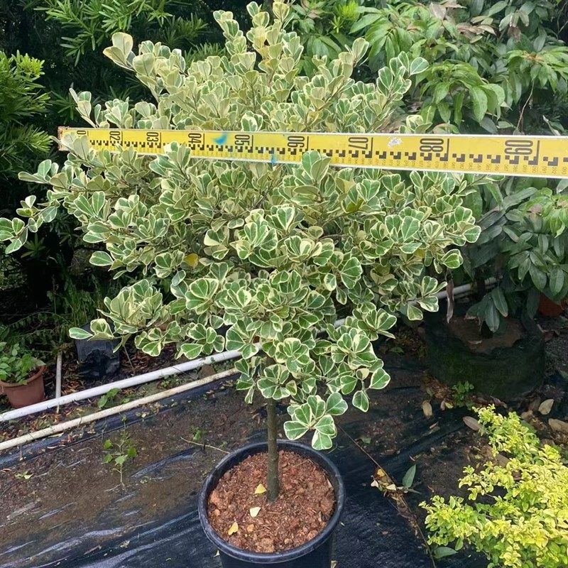 心叶榕大盆栽锦叶三角榕绿植牛奶爱心榕阳台庭院花园别墅露台植物