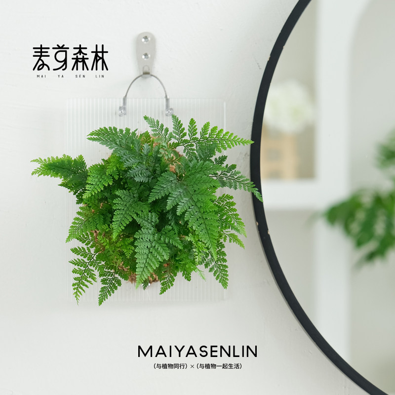 狼尾蕨压克力造景版板绿植物壁挂墙装饰无土好养手工做 麦芽森林