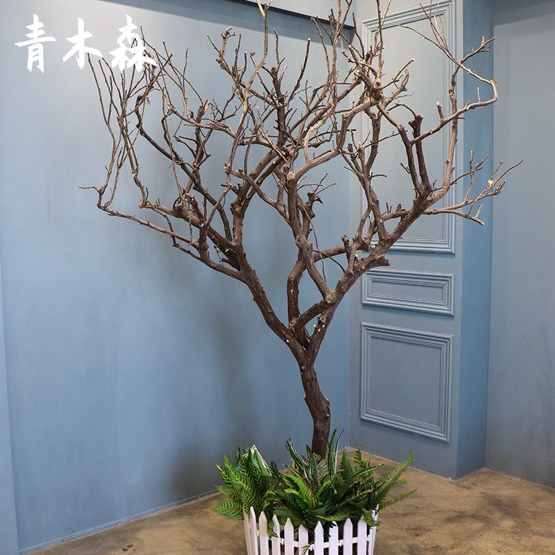 橘子树带皮树枝 白树枝 干树枝 树干 装饰树枝 许愿树 装饰树 道