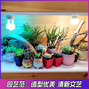 霸王藤木爬宠造景木鬃狮蜥蜴晒台豹纹睫角守宫爬虫箱装饰枯木树枝