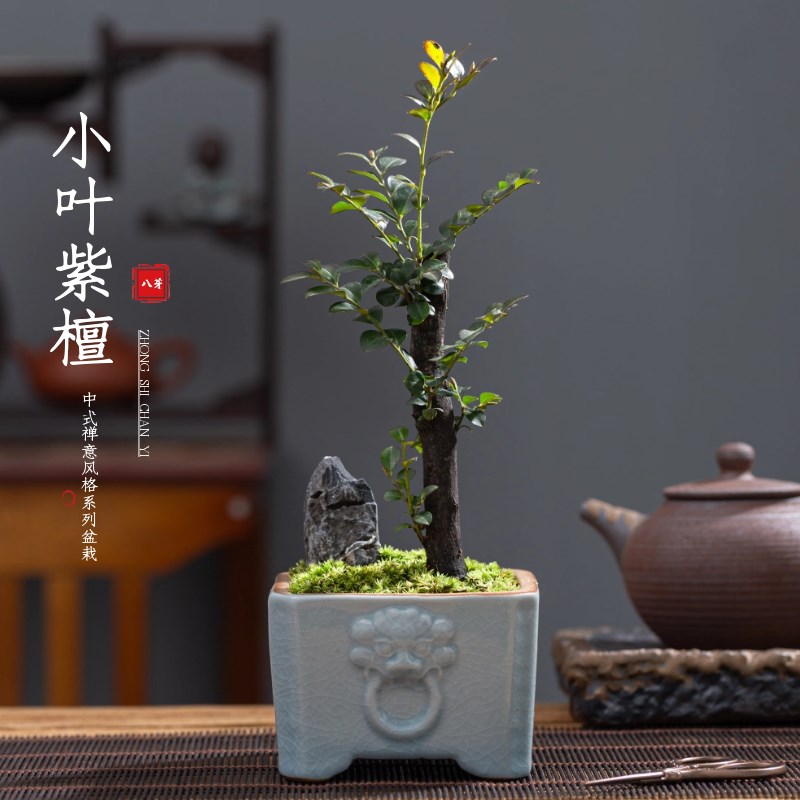 小叶紫檀驱蚊四季常青观叶书房茶几净化空气招财镇宅绿植盆栽摆件