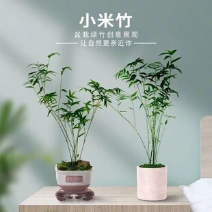 水培米竹盆栽绿植 可水土培的米竹植株 室内好养的米竹盆景