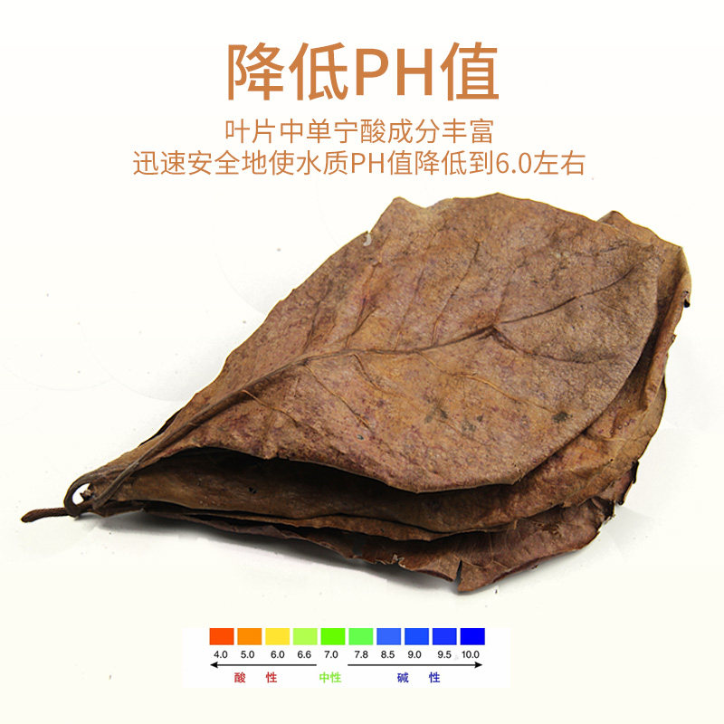 龙眼叶养龟周转箱降鱼缸ph调节剂橄榄叶斗鱼懒人叶乌龟专用榄仁叶图片
