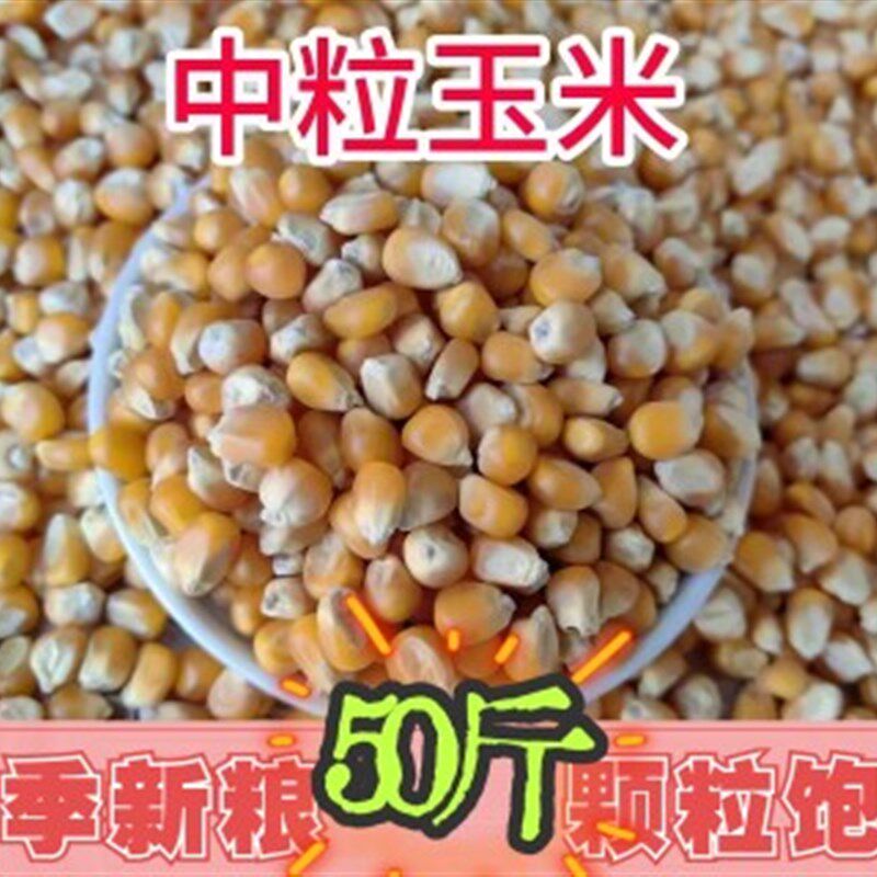 50斤装中粒玉米鸟食赛飞饲料信观赏鸽子粮比赛专用19省包邮
