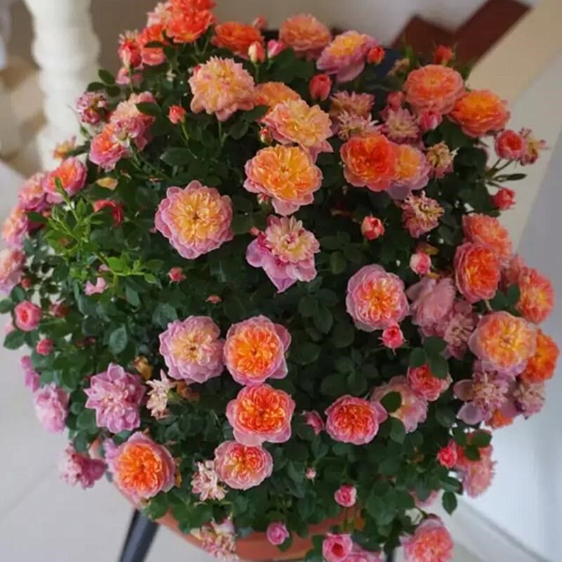 躲躲藏藏月季花大苗阳台多花微月玫瑰盆栽绿植物花色绚丽株型矮小