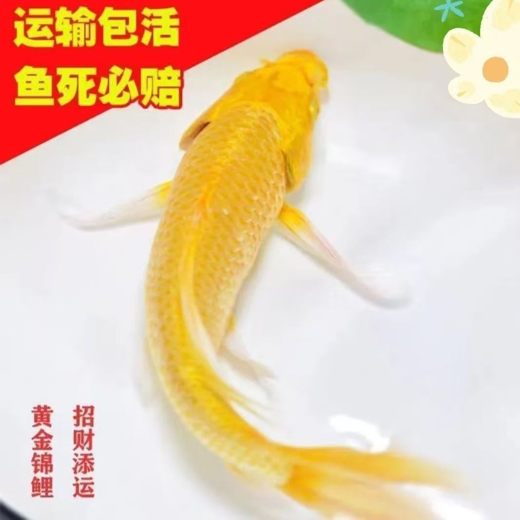 黄金龙凤鱼冷水鱼不加热长短尾