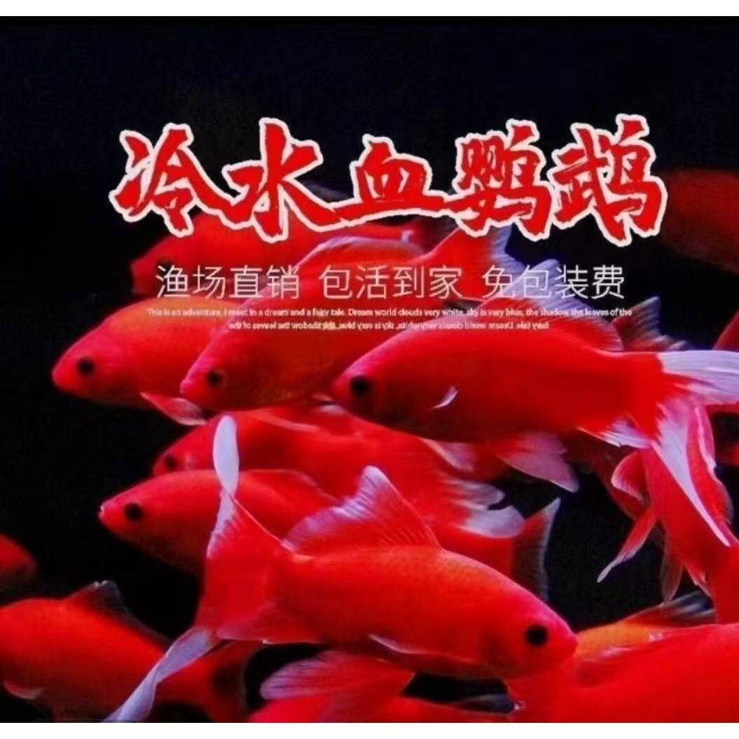 冷水鹦鹉冷水淡水鱼红鱼冷水观赏鱼幼鱼好养耐活包活到家渔场直销
