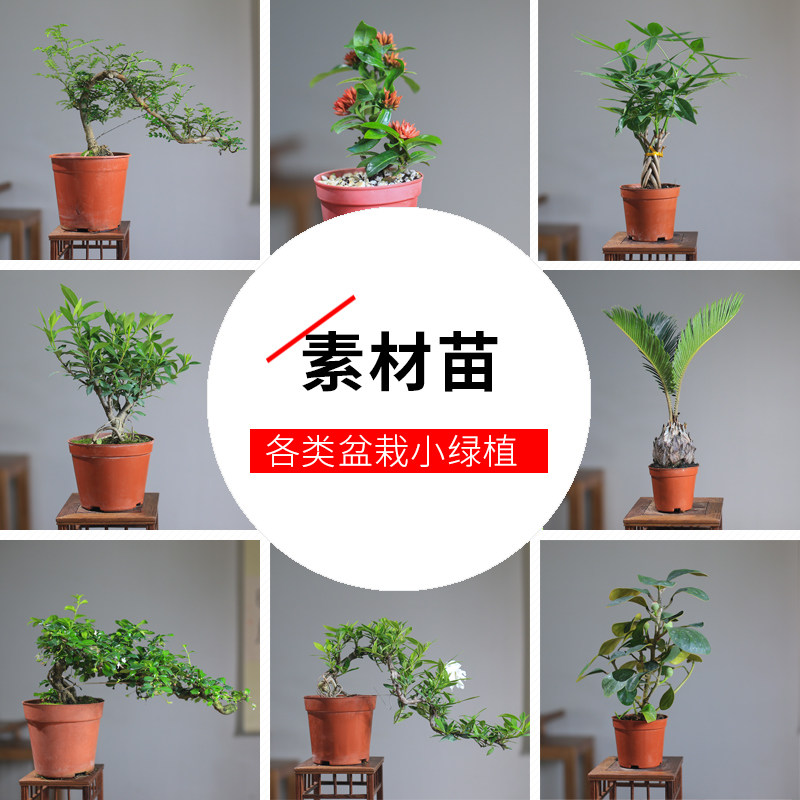 文竹发财树九里香清香木迷你小盆栽造型盆景苗米竹绿植办公室植物