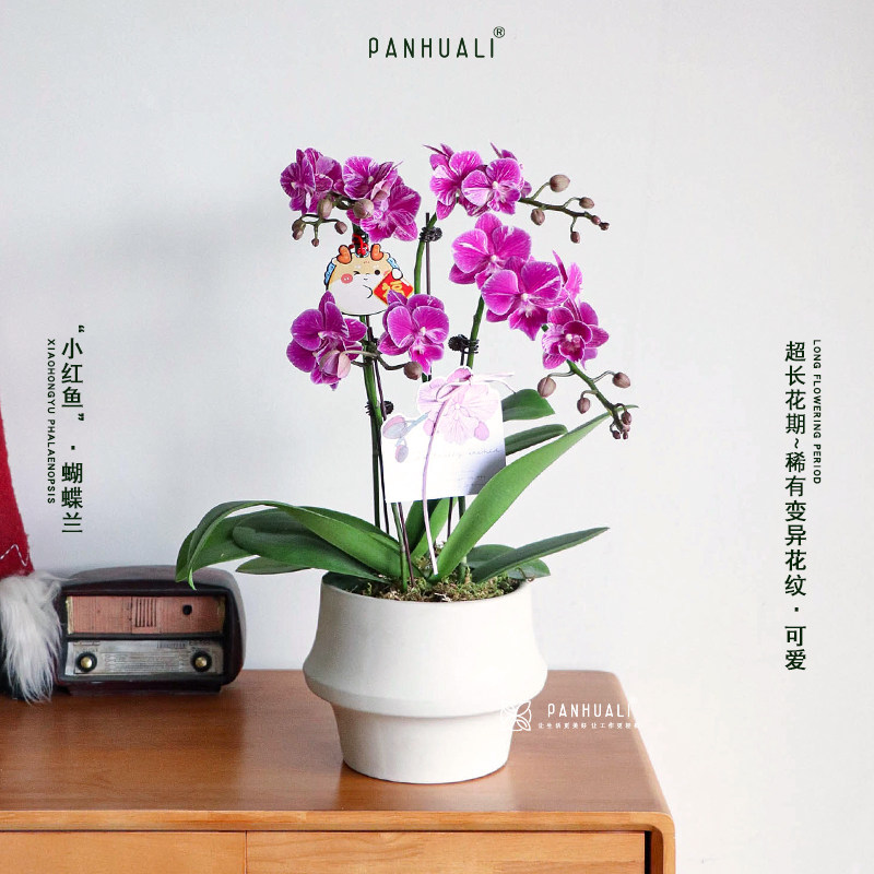特级蝴蝶兰白粉色蝴蝶兰真花年宵花盆栽带花苞室内植物花卉长花期