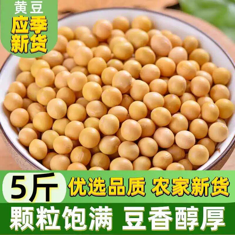 25年新豆东北黑龙江黄豆农家自产五谷杂粮豆浆豆芽非转基因黄豆新