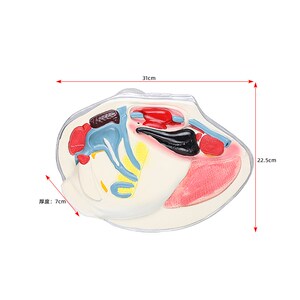 河蚌模型中学生物课教具大型结构水产品河蛤蜊鸟贝嘎啦瓦夸软体动