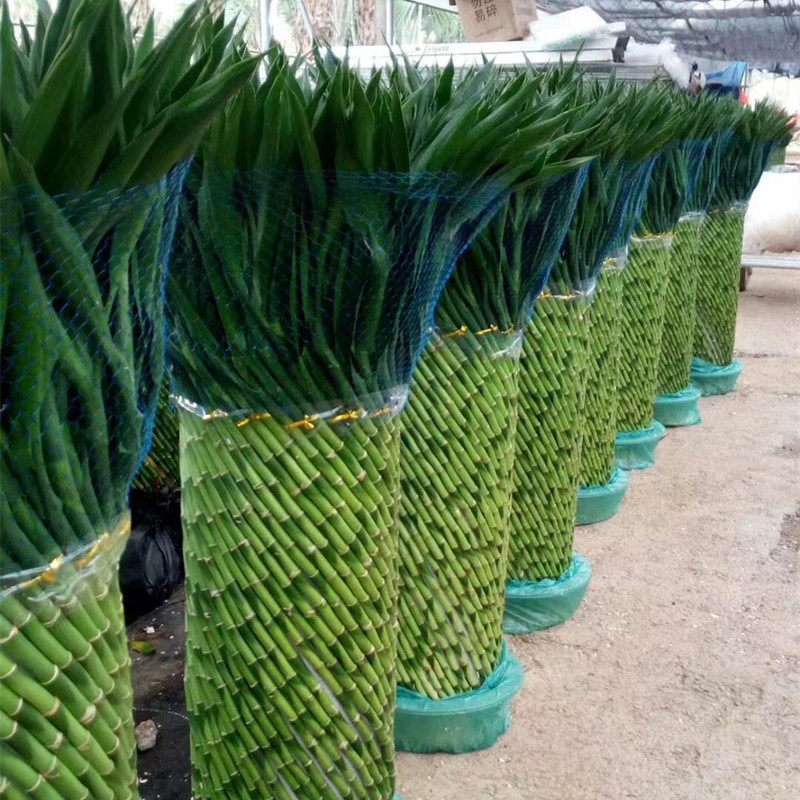 观音竹编制富贵招财竹水培绿植物新房乔迁开业办公室呢客厅吸甲醛