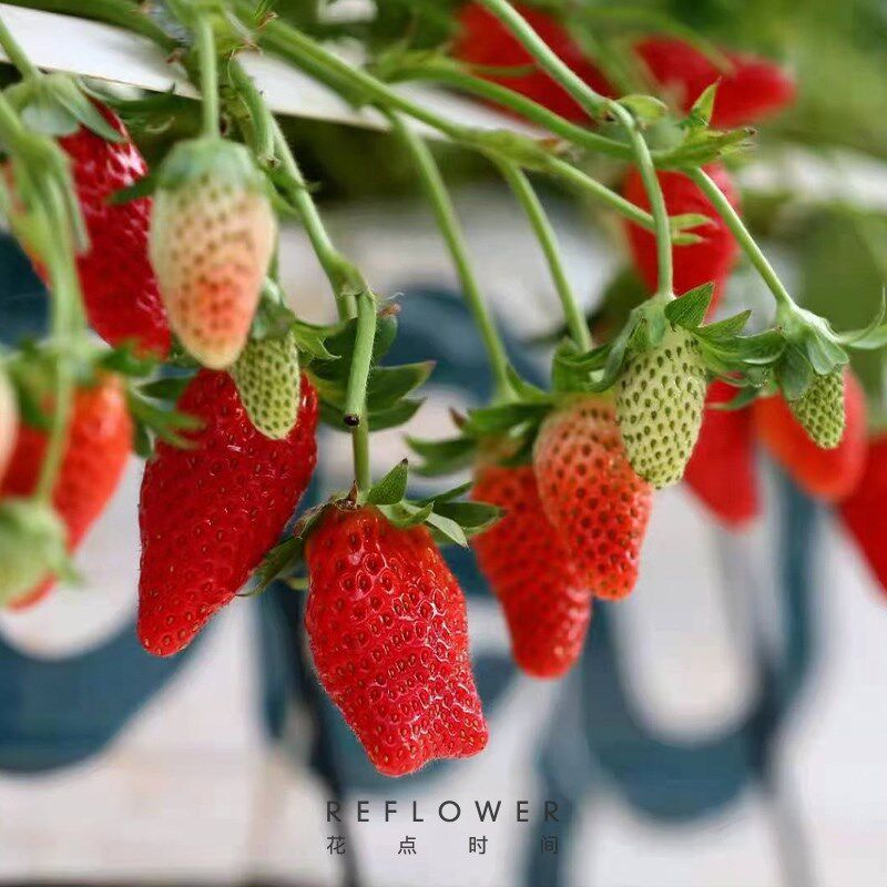 花点时间奶油草莓盆栽水养种植物家用可食用室内带果客厅办公绿植