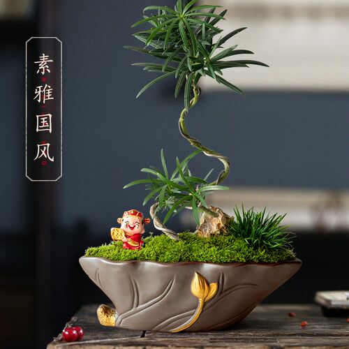 发财树小盆栽办公室桌面招财绿植客厅室内旺宅植物罗汉松盆景好养