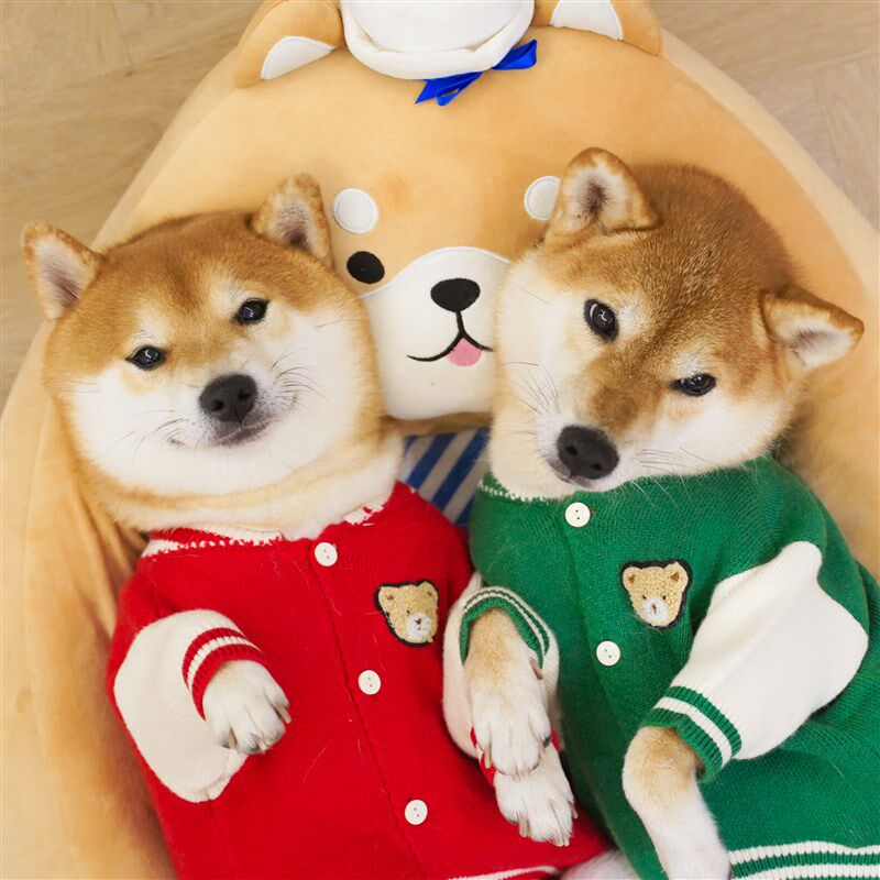狗狗秋冬厚衣服柴犬毛衣保暖针织衫圣诞新年喜庆拜年装泰迪比熊