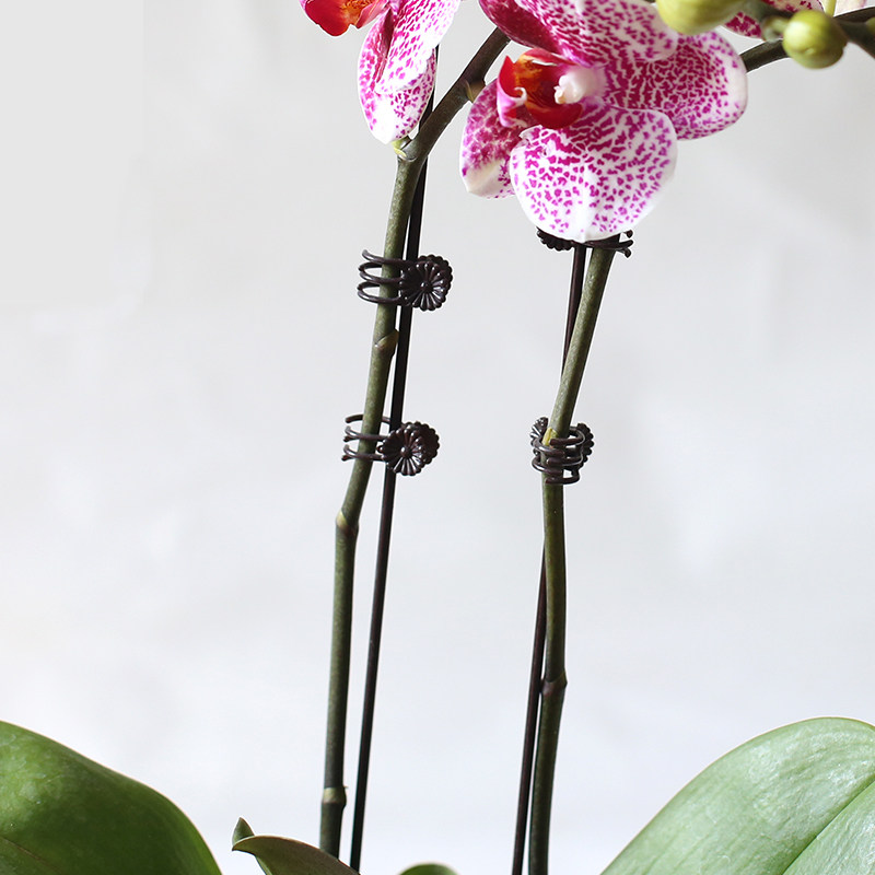 植物爬藤花架支架杆年花蝴蝶兰支撑杆造型蔓藤爬藤金钱树固定支架