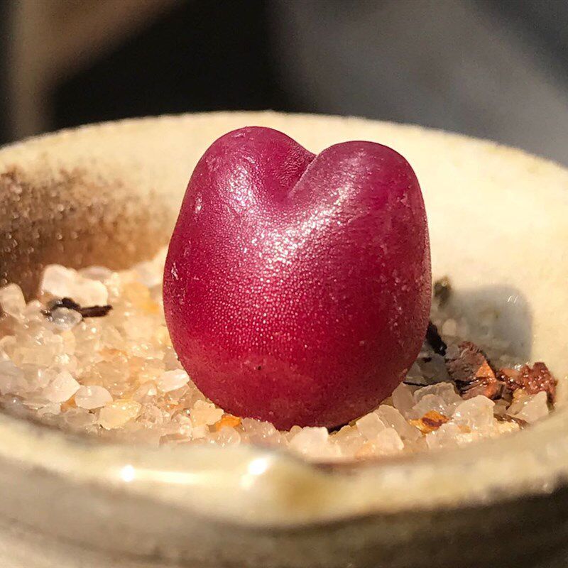 毛汉尼肉锥多肉红毛汉尼马哈尼毛多肉植物
