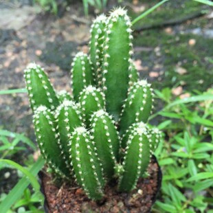 不夜城芦荟 小盆栽花卉 办公室内桌面创意绿植室内阳台多肉植物