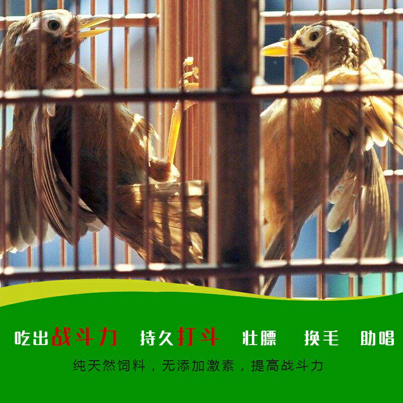 山鬼画眉鸟食提性饲料提升吃食斗性鸟料饲料斗力鸟食鸟饲料斗鸟料