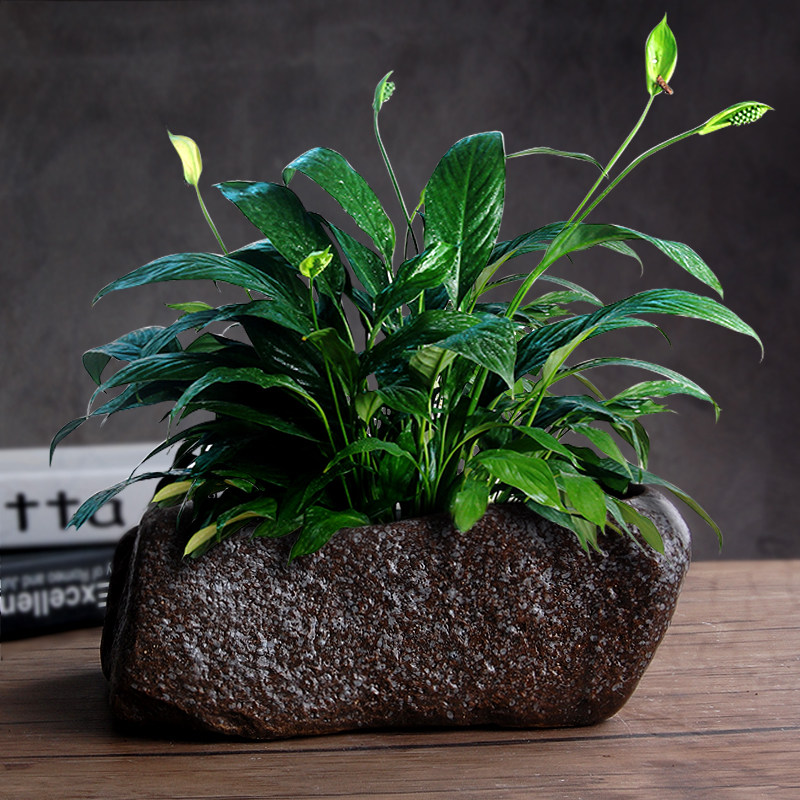 多肉植物花盆陶瓷水培花盆养鱼缸无孔绿植铜钱草绿萝碗莲花盆大号