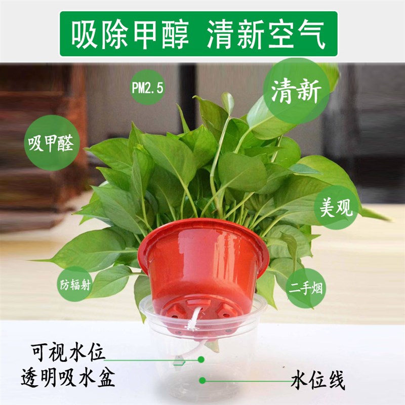 绿萝盆栽室内家用花吸水带办公室新房除去绿植大叶绿箩植物吸甲醛
