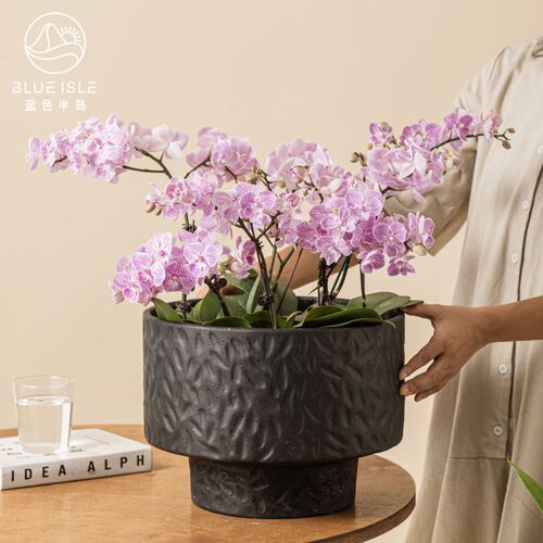北欧简约镁泥蝴蝶兰大蕙兰专用花盆高颜值大口径庭院客厅绿植盆栽
