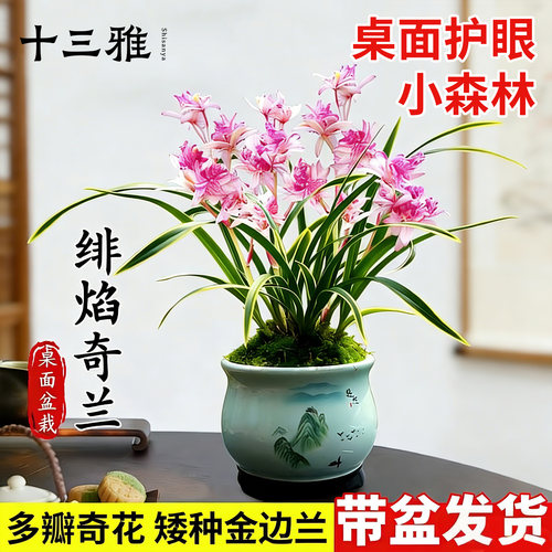 矮种兰花苗建兰绯焰奇兰夏带花苞